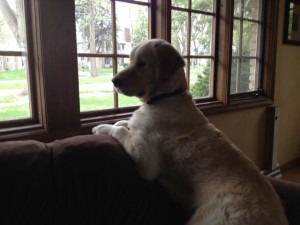 watch_dog