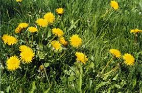 dandelion