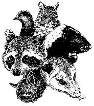 wildlife