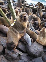 walruses2