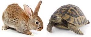 hare