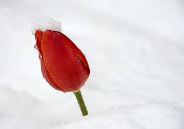 tulip snow
